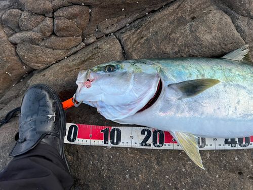 ブリの釣果