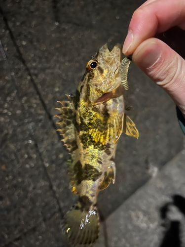 タケノコメバルの釣果