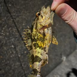 タケノコメバル