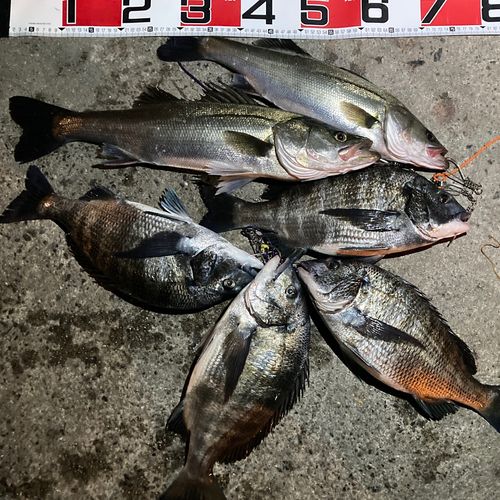 マダカ（ヒラスズキ）の釣果