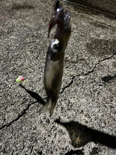 ササイカの釣果