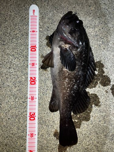 クロソイの釣果