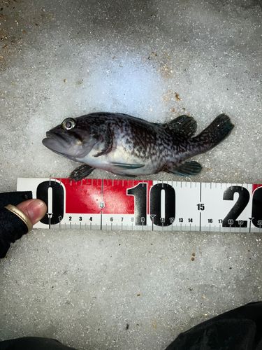 クロソイの釣果