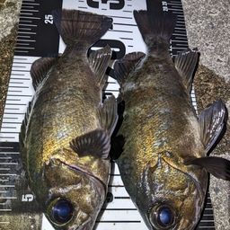 クロメバル