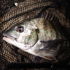 チヌの釣果