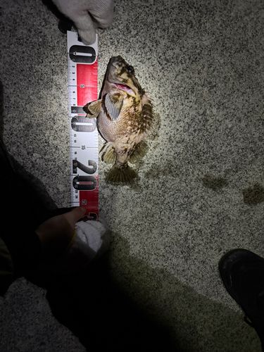 オウゴンムラソイの釣果