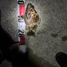 オウゴンムラソイ