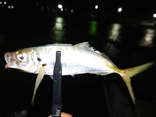 マアジの釣果