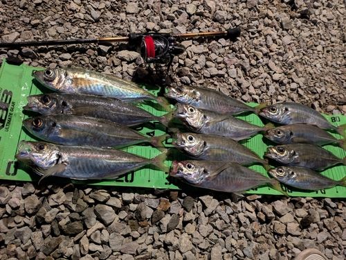 アジの釣果