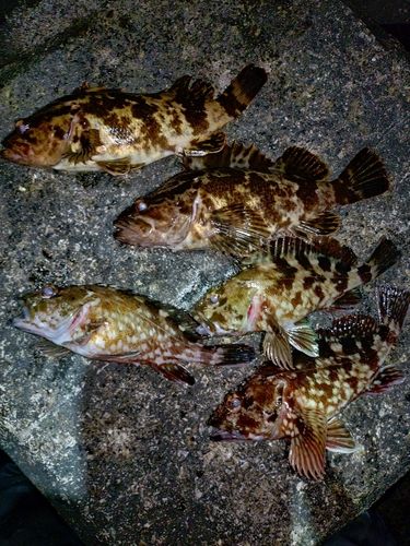 タケノコメバルの釣果