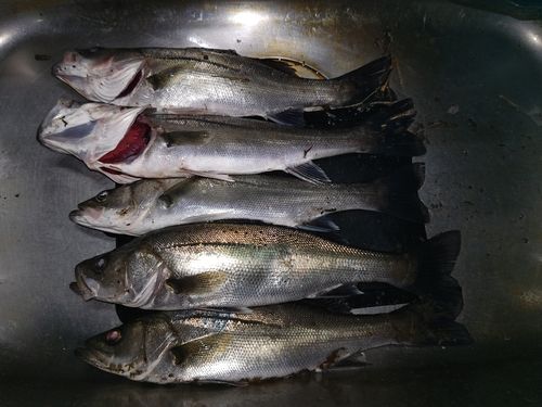 セイゴ（マルスズキ）の釣果