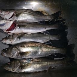 セイゴ（マルスズキ）