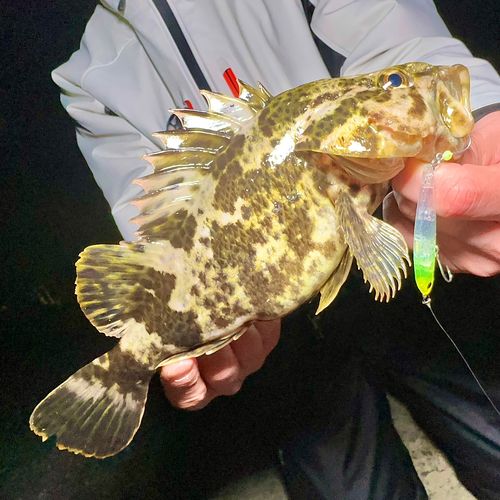 タケノコメバルの釣果