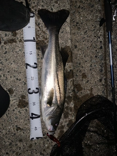 フッコ（マルスズキ）の釣果