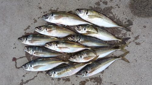 アジの釣果