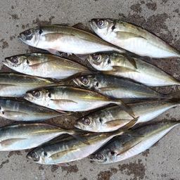 アジ