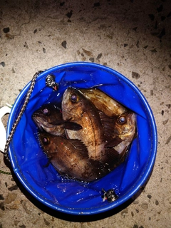 シロメバルの釣果