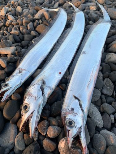 タチウオの釣果