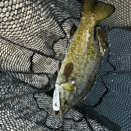 ラージマウスバス