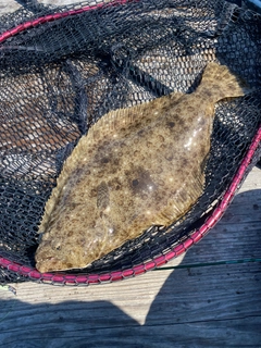 ヒラメの釣果