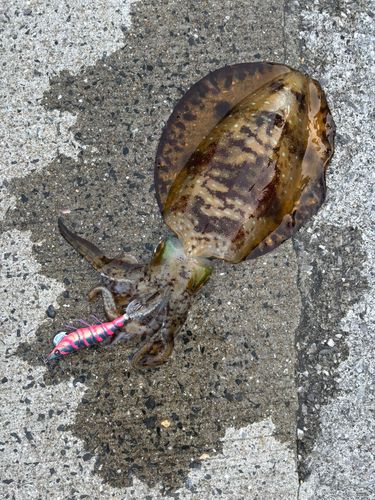 アオリイカの釣果
