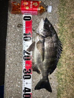 クロダイの釣果