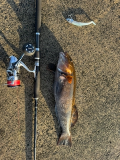 アイナメの釣果