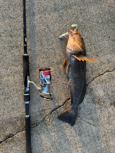 アイナメの釣果