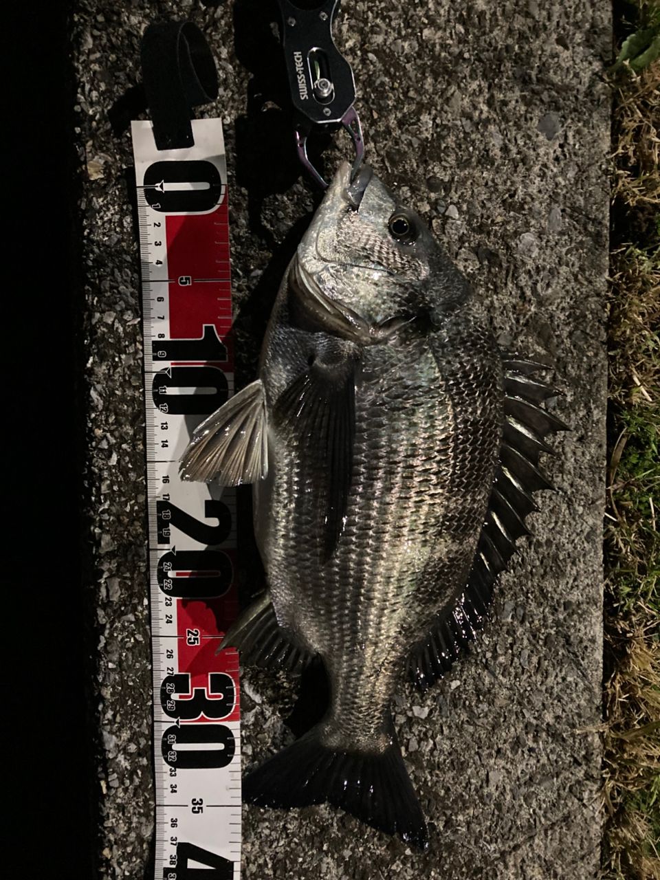 クロダイ