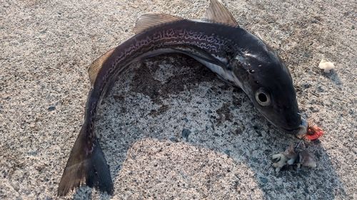 スケトウダラの釣果