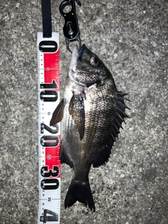 クロダイの釣果