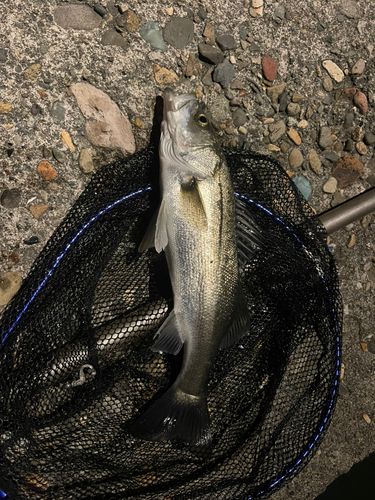 セイゴ（ヒラスズキ）の釣果