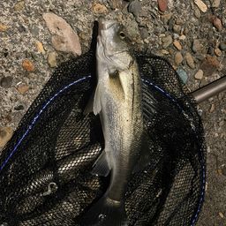 セイゴ（ヒラスズキ）