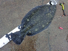 クロガレイの釣果