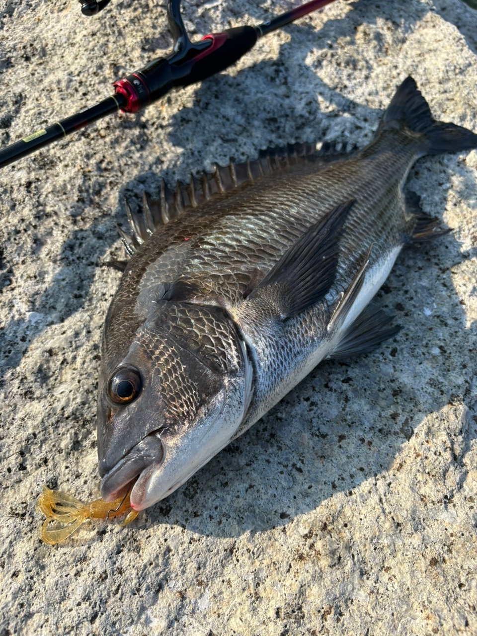 DAIWA 24セルテート FC LT2500S-XHの最安値・インプレ・釣果