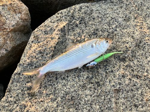 コノシロの釣果