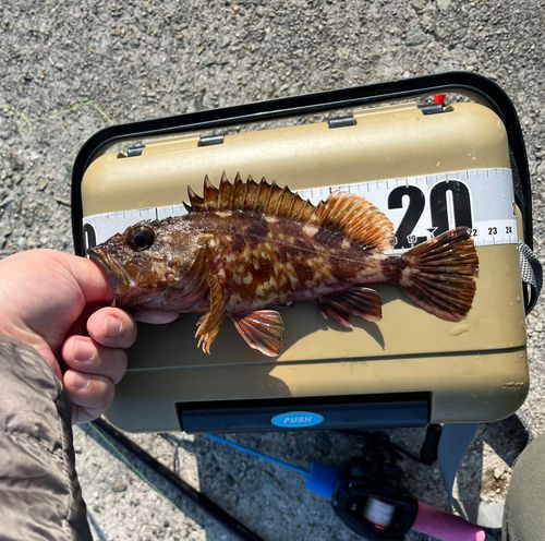ガシラの釣果