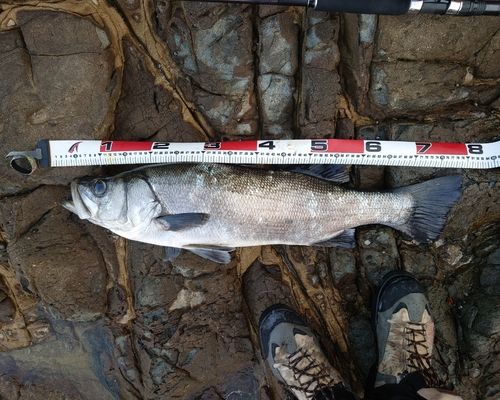 ヒラスズキの釣果