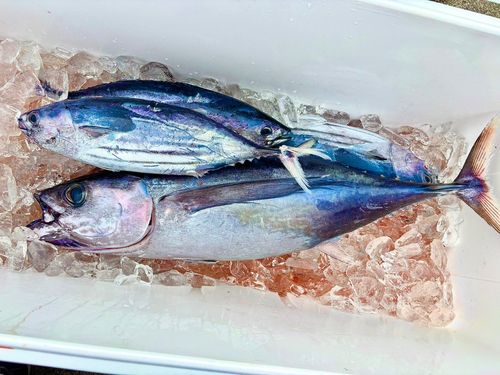 ビンチョウマグロの釣果