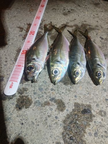 アジの釣果