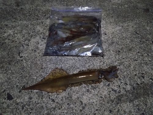 ヤリイカの釣果