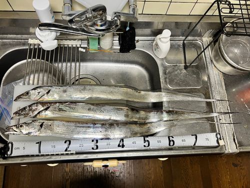 タチウオ