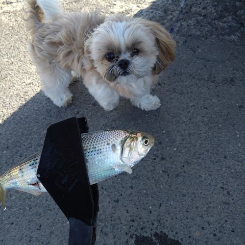 コノシロの釣果