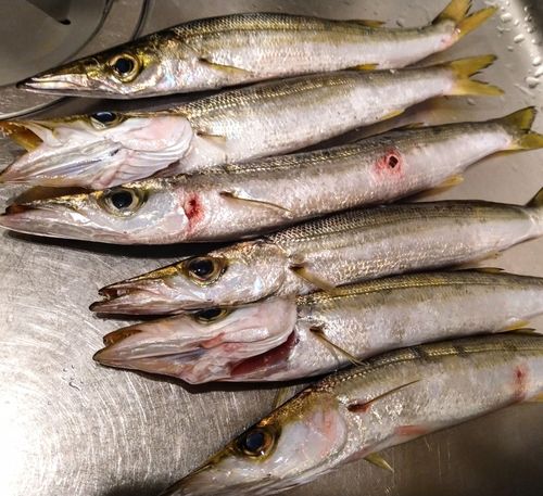 カマスの釣果