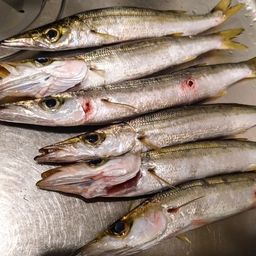 カマス