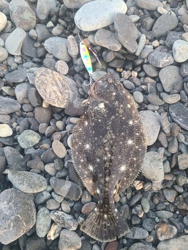 ソゲの釣果