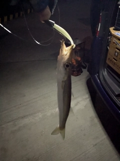カマスの釣果