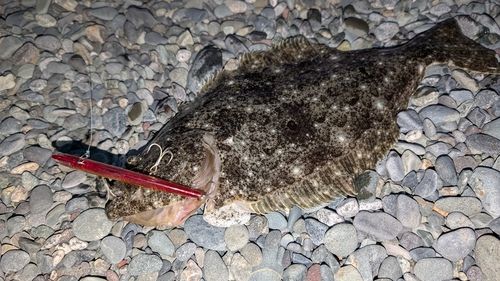 ヒラメの釣果