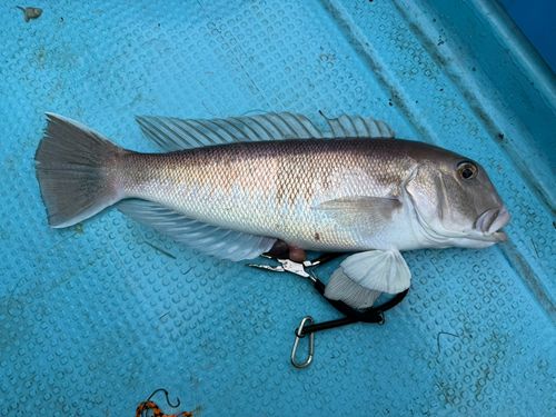 アマダイの釣果
