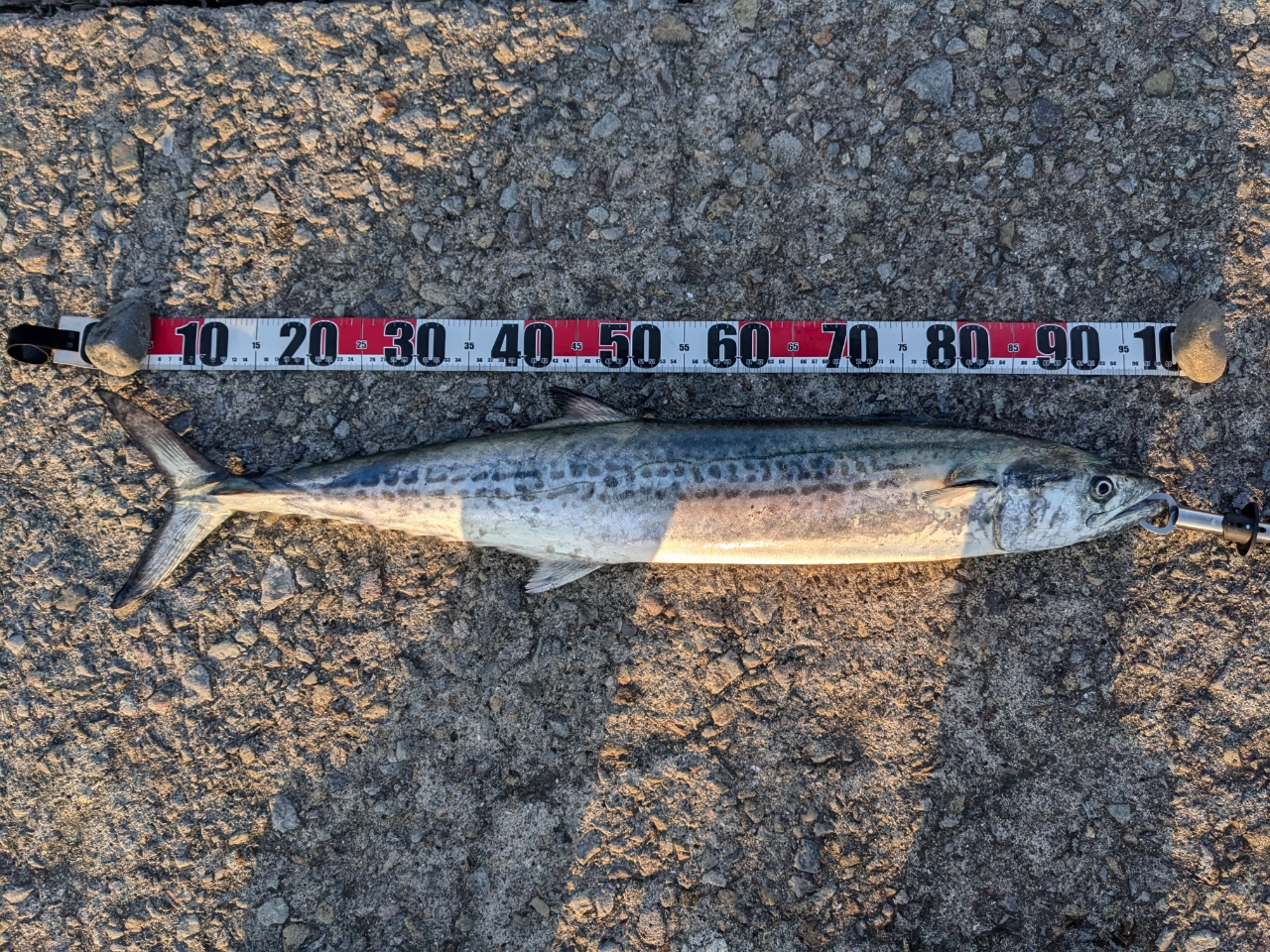 AbuGarcia エラディケーター ゼノモーフ ビッグチャップ EXMS
